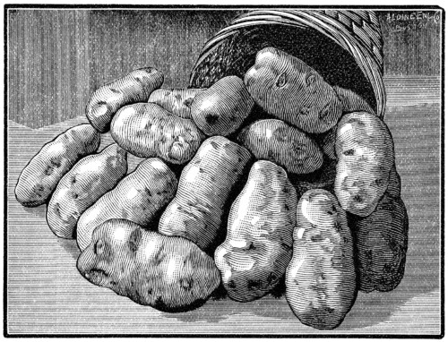 black and white clipart, vintage garden clipart, potato illustration, old magazine ad, basket of potatoes