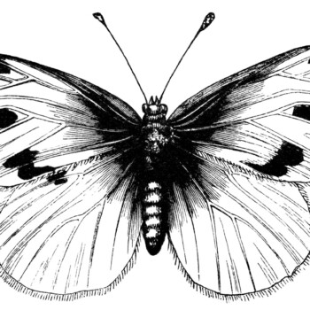 vintage butterfly clipart, black and white illustration, large cabbage butterfly, digital stamp butterfly