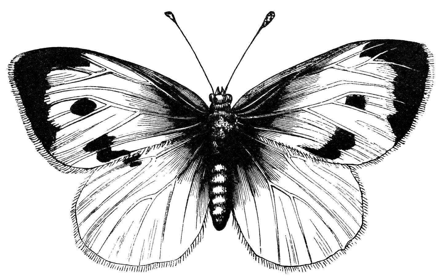 vintage butterfly clipart, black and white illustration, large cabbage butterfly, digital stamp butterfly