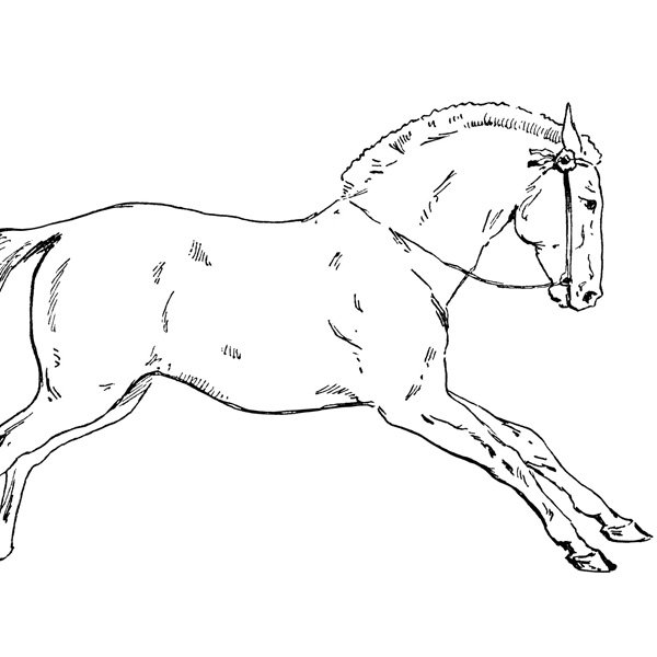 free vintage clip art circus horse illustration