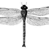 black and white clip art, vintage dragonfly clipart, digital stamp dragonfly, old dragonfly illustration, insect graphics