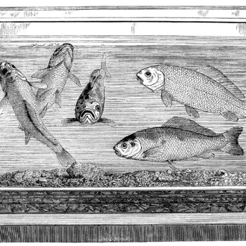 goldfish aquarium engraving, black and white clip art, vintage fish clipart, cassell's household guide