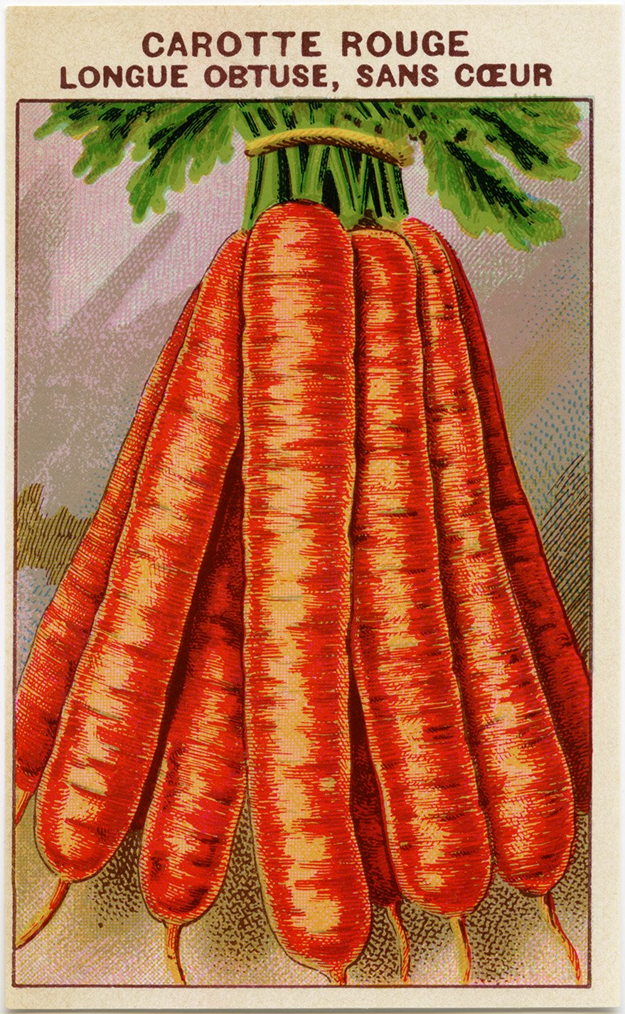 French seed packet, carrot clip art, old fashioned seed package, vintage garden printable, carrot seed label
