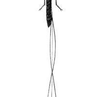 long tailed ichneumon fly, vintage dragonfly clipart, black and white clip art, membrane winged insect illustration, fly graphics free