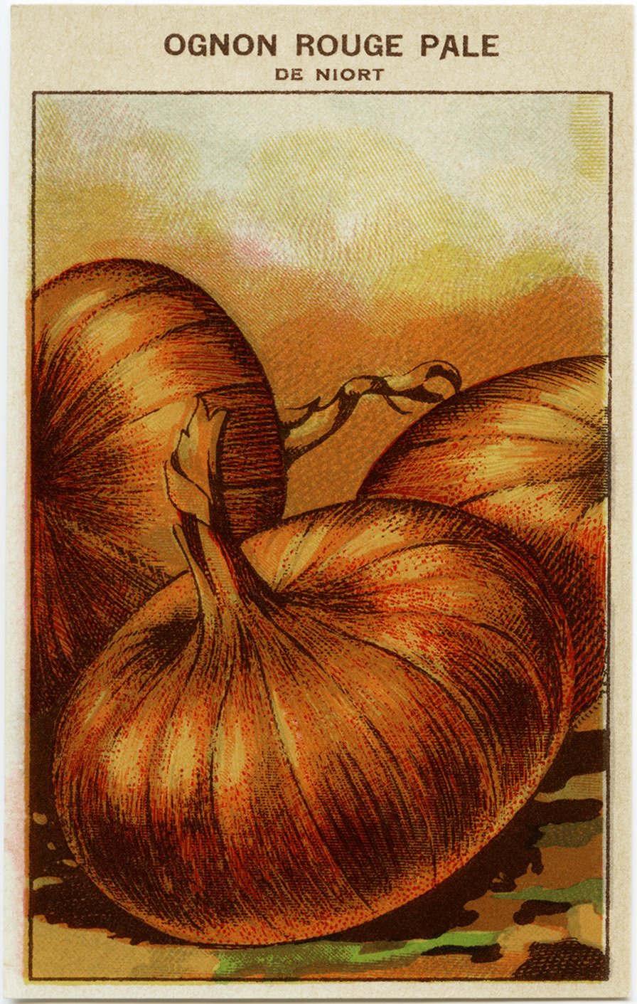 vintage onion clip art, French seed label, old fashioned garden printable, red onion seed packet, ognon rouge pale