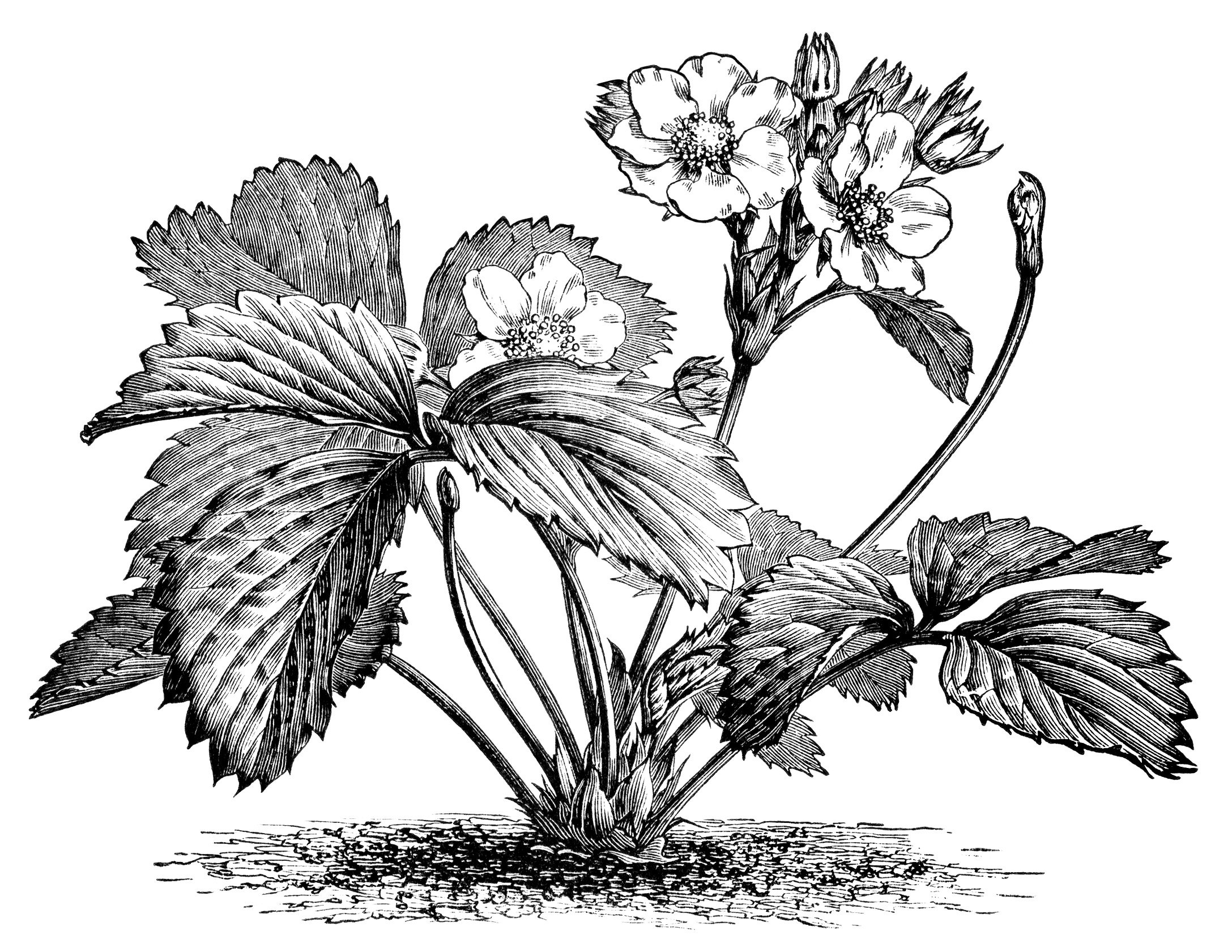 strawberry plant illustration, botanical clip art, vintage berry garden graphics, black and white clipart, flowering strawberry image