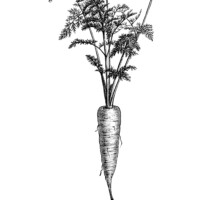 vintage garden clip art, vegetable graphics, black and white clipart, carrot illustration, root vegetable image