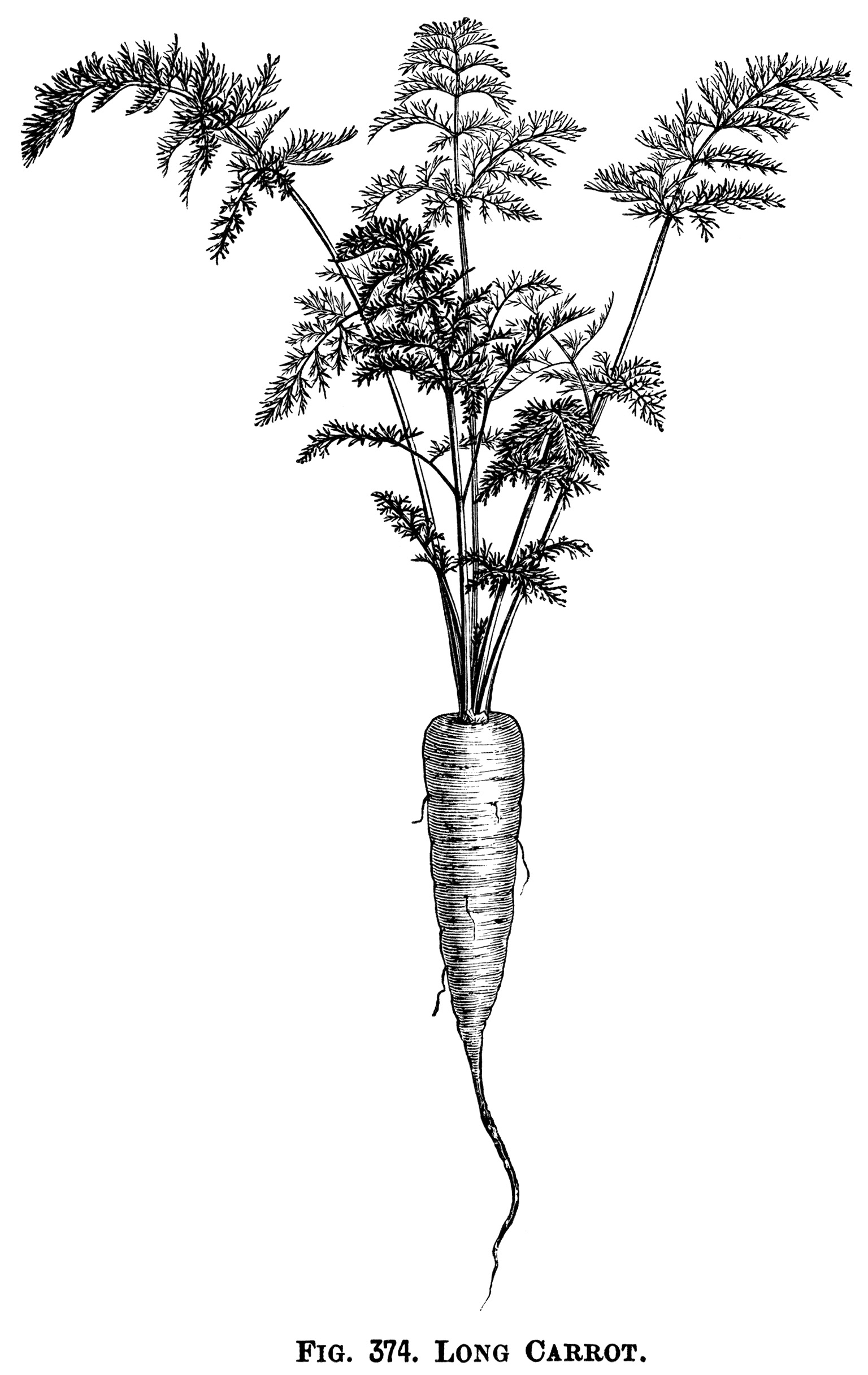 Garden Carrots ~ Free Vintage Clip Art - The Old Design Shop