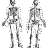 human bones diagram, skeleton clip art, black and white clipart, vintage dictionary page, halloween printable