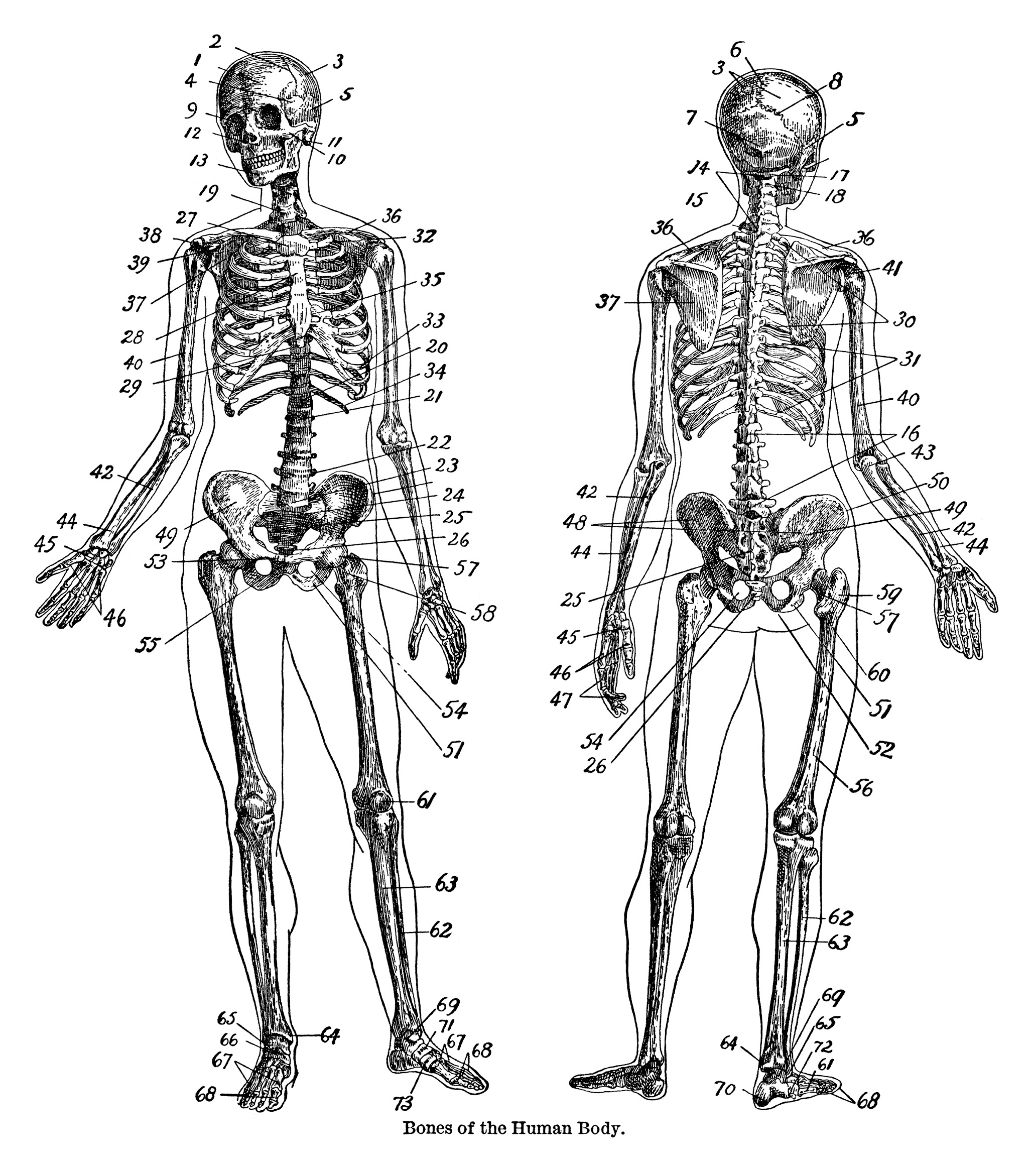 human bones diagram, skeleton clip art, black and white clipart, vintage dictionary page, halloween printable