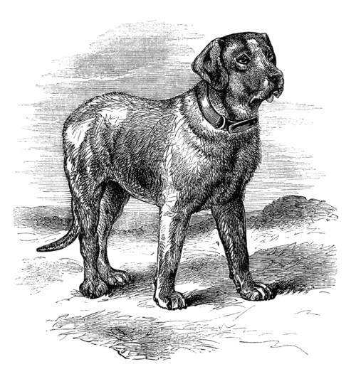 English Mastiff illustration, black and white clip art, vintage animal clipart, vintage dog image, mastiff dog sketch