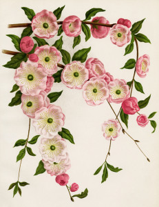 Prunus Triloba, flowering almond image, pink flower printable, vintage botanical picture, pink blossoms illustration 