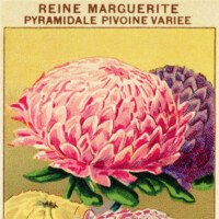 free vintage clip art French garden seed packet reine marguerite