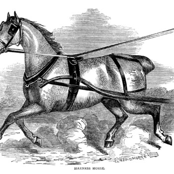 vintage horse engraving, farm animal clip art, black and white clipart, harness horse illustration, trotting horse graphics