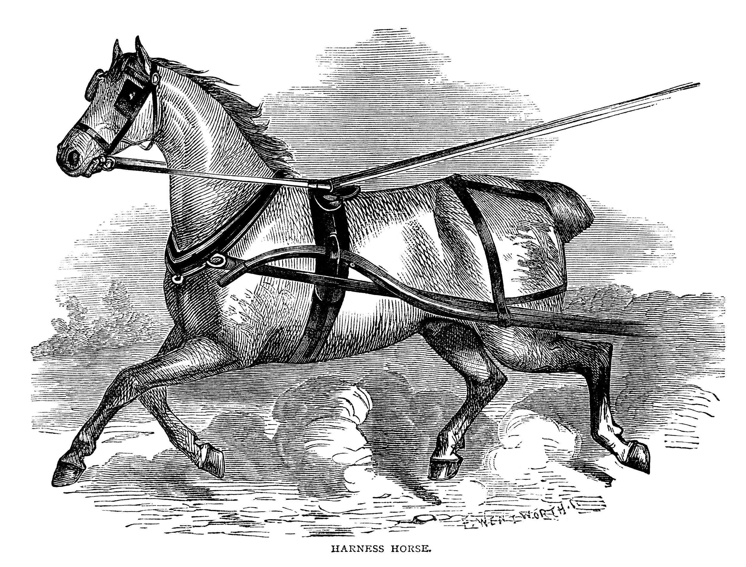 vintage horse engraving, farm animal clip art, black and white clipart, harness horse illustration, trotting horse graphics