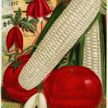 vintage garden illustration, vegetable garden printable, corn tomato radish image, Henderson’s garden catalog, vintage food graphics