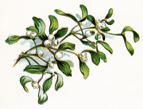mistletoe berries clip art, vintage Christmas image, gems from holmes, botanical illustration, leaves berries clipart