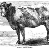 black and white clip art, vintage cow clipart, farm animal illustration, cow engraving, norfolk polled heifer