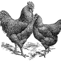 vintage rooster clip art,vintage chicken illustration,black and white graphics free,farm animal image,barred plymouth rocks