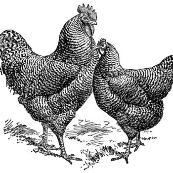 vintage rooster clip art,vintage chicken illustration,black and white graphics free,farm animal image,barred plymouth rocks