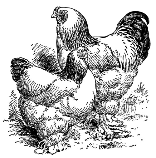 Light Brahmas, black and white clip art, farm animal image, vintage chicken clipart, vintage rooster illustration