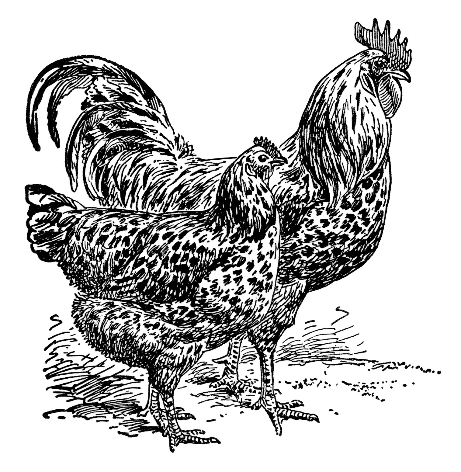 vintage rooster clip art, vintage chicken illustration, black and white graphics free, farm animal image, mottled java