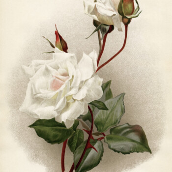 rosa innocente pirola, vintage rose lithograph, flower botanical illustration, white rose image, book plate rose