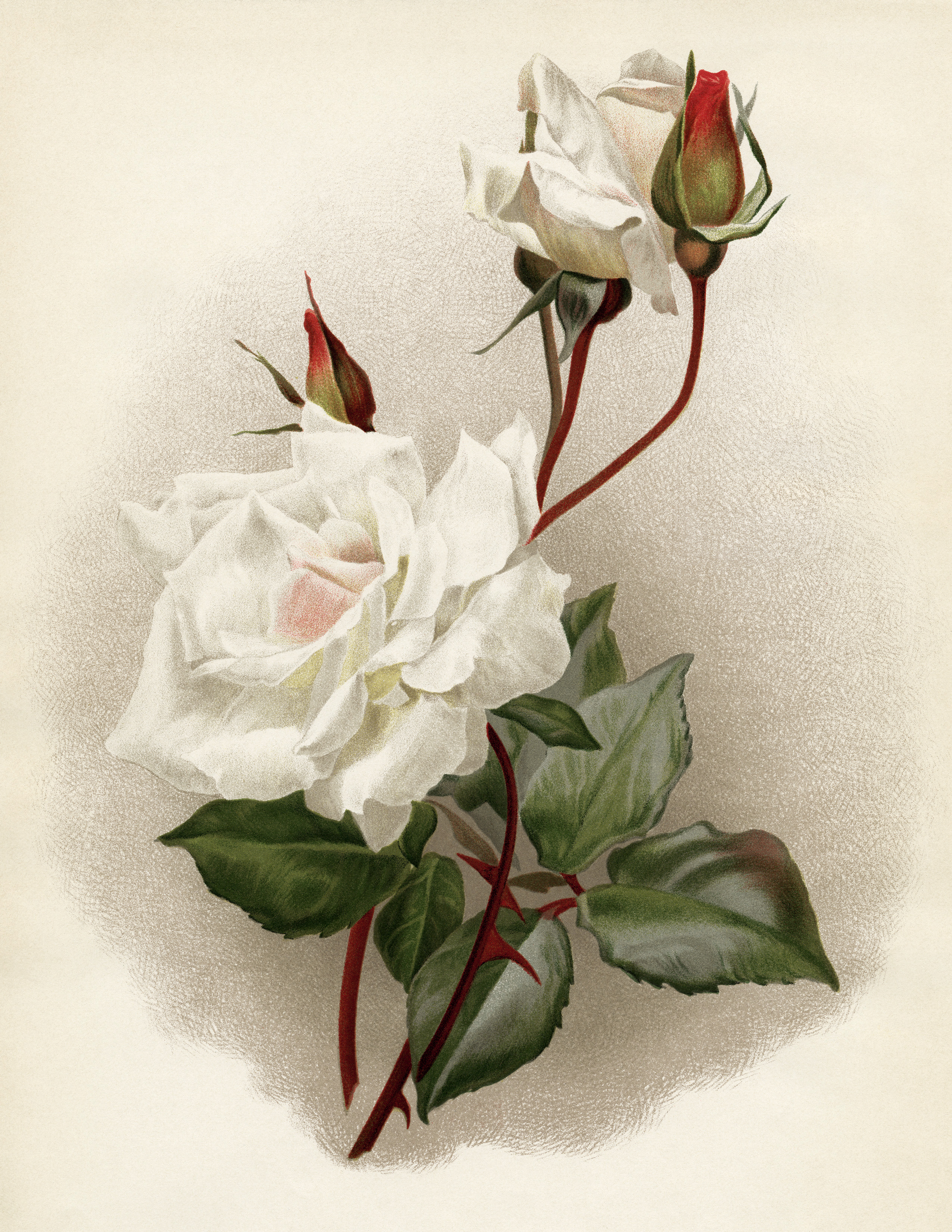 rosa innocente pirola, vintage rose lithograph, flower botanical illustration, white rose image, book plate rose