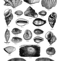 black and white clip art, sea shells printable, vintage sea clip art, digital collage sheet free