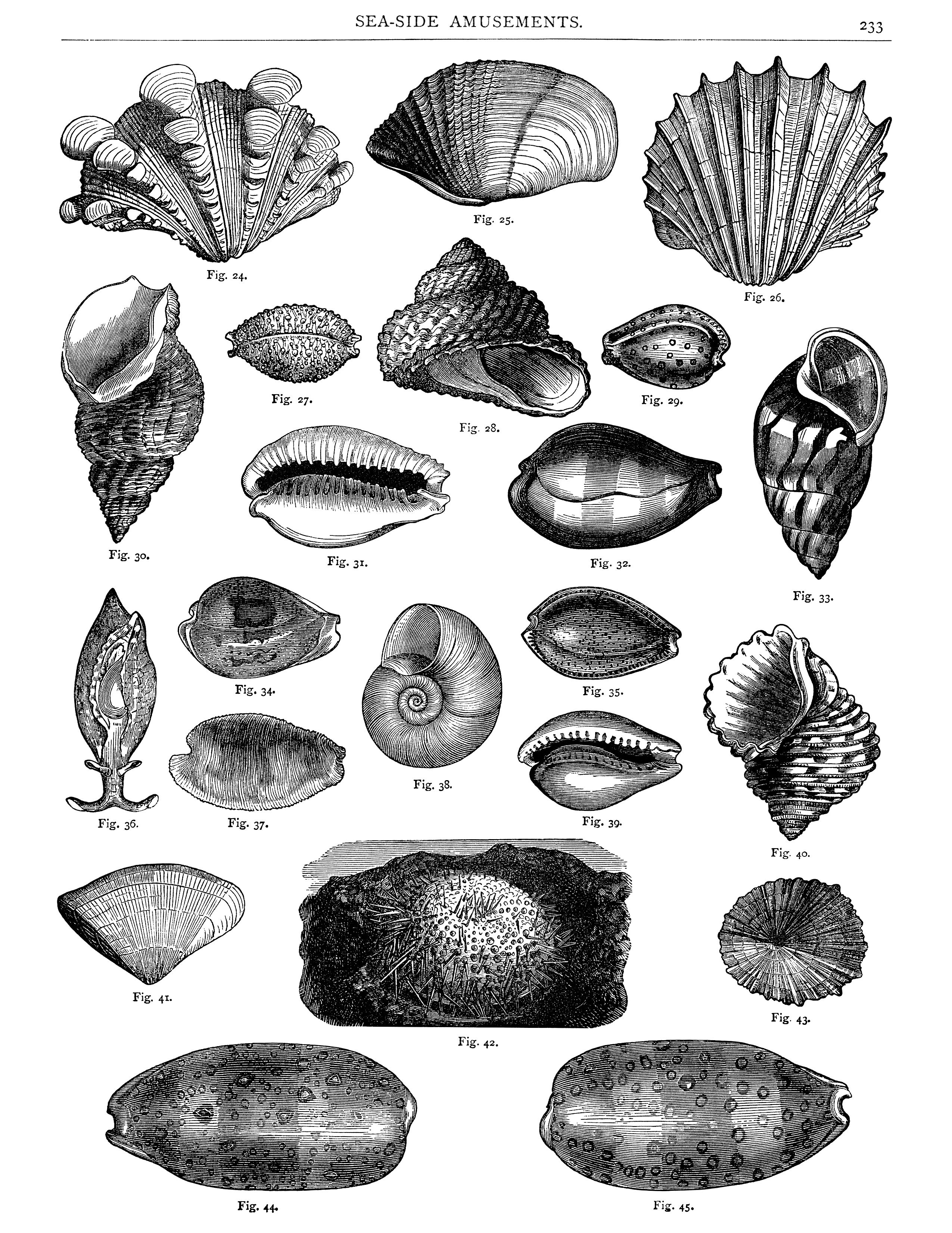 black and white clip art, sea shells printable, vintage sea clip art, digital collage sheet free