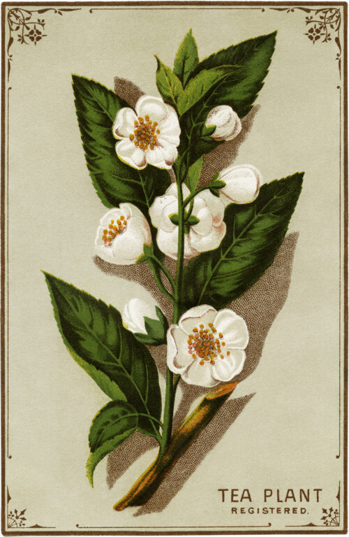 Victorian trading card, tea plant illustration, free vintage ephemera, tea plant clip art, vintage botanical plant image