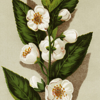 Free vintage clip art tea plant botanical image