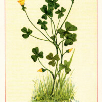 yellow wood sorrel, oxalis stricta, vintage botanical illustration, yellow flower clipart, vintage floral image, printable flower graphics
