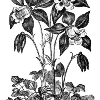 Aquilegia Glandulosa, granny’s bonnet flower, black and white graphics, vintage flower illustration, printable floral image