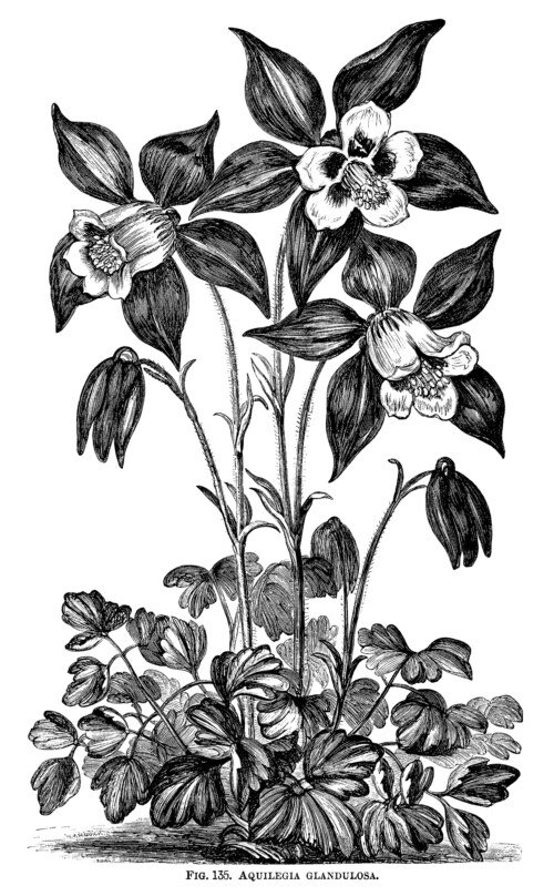 Aquilegia Glandulosa, granny’s bonnet flower, black and white graphics, vintage flower illustration, printable floral image