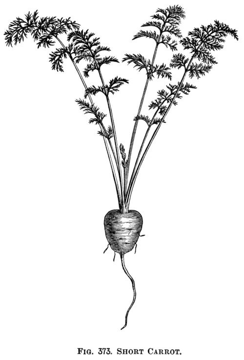 vintage garden clip art, vegetable graphics, black and white clipart, carrot illustration, root vegetable image