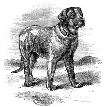 English Mastiff illustration, black and white clip art, vintage animal clipart, vintage dog image, mastiff dog sketch