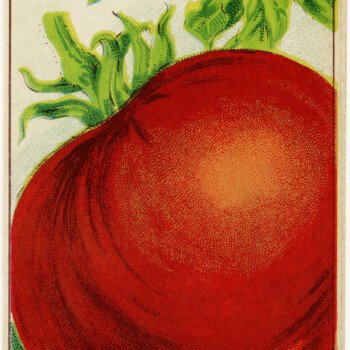French seed label, tomato seed pack, vintage garden clip art, old fashioned seed package, vintage tomato illustration