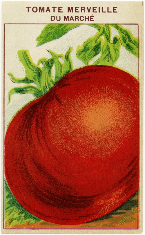 French seed label, tomato seed pack, vintage garden clip art, old fashioned seed package, vintage tomato illustration