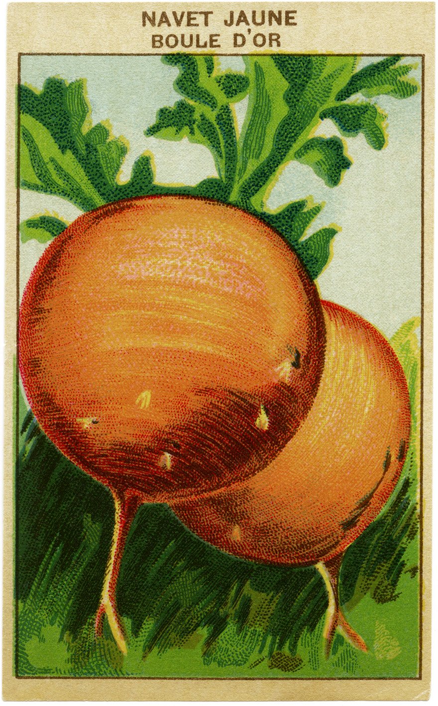 French seed label, old fashioned seed package, turnip seed pack, vintage garden clip art, vintage turnip illustration