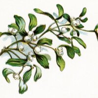 mistletoe berries clip art, vintage Christmas image, gems from holmes, botanical illustration, leaves berries clipart