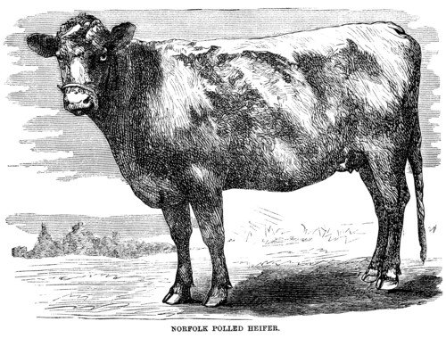 black and white clip art, vintage cow clipart, farm animal illustration, cow engraving, norfolk polled heifer