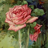 Free vintage clip art pink rose in vase birthday postcard