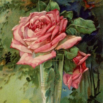 Free vintage clip art pink rose in vase birthday postcard