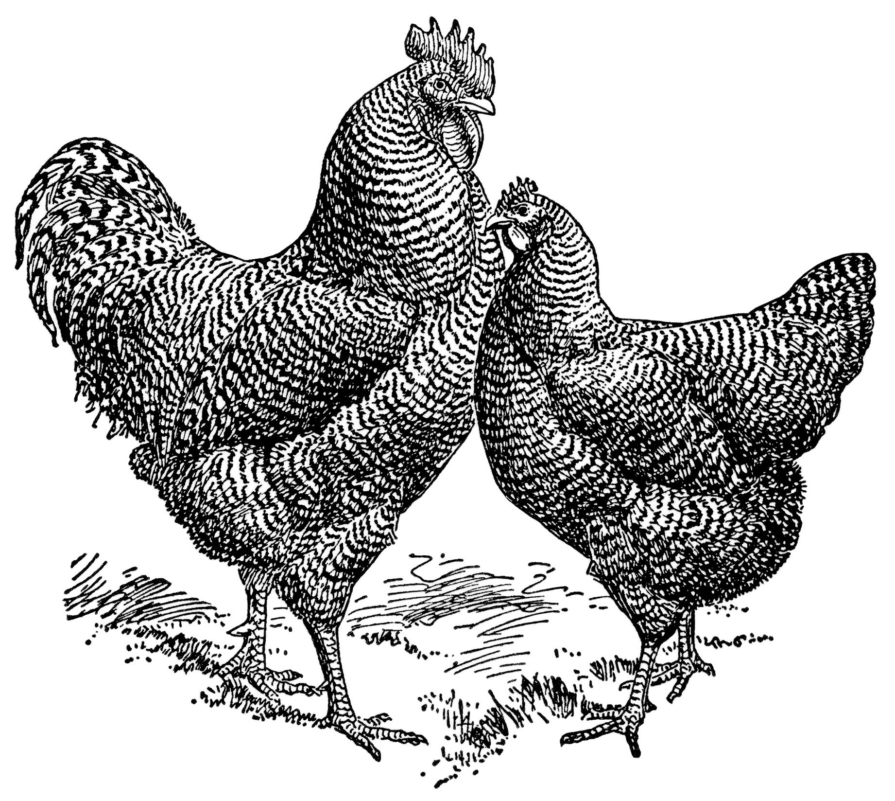 vintage rooster clip art,vintage chicken illustration,black and white graphics free,farm animal image,barred plymouth rocks