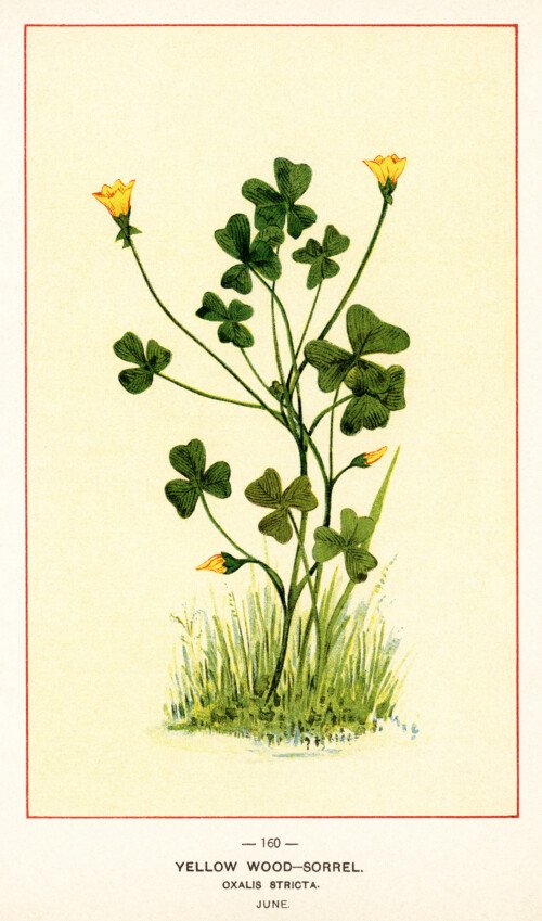 yellow wood sorrel, oxalis stricta, vintage botanical illustration, yellow flower clipart, vintage floral image, printable flower graphics