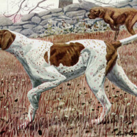 louis agassiz fuertes, pointer illustration, vintage dog clip art, pointer dog image