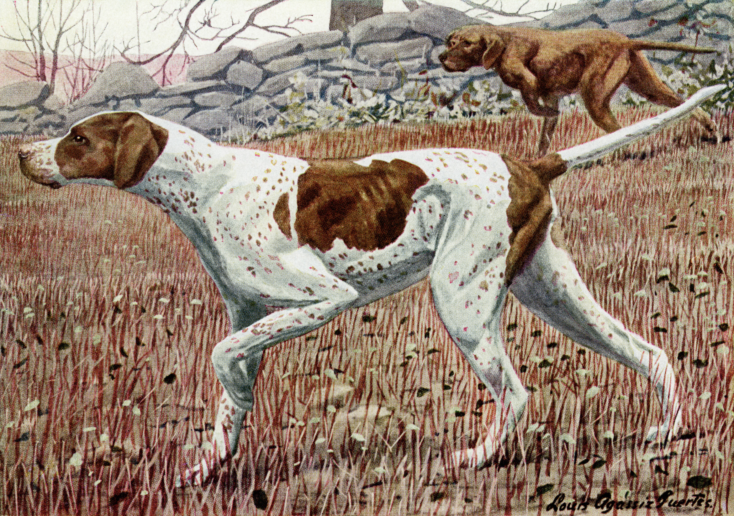 louis agassiz fuertes, pointer illustration, vintage dog clip art, pointer dog image