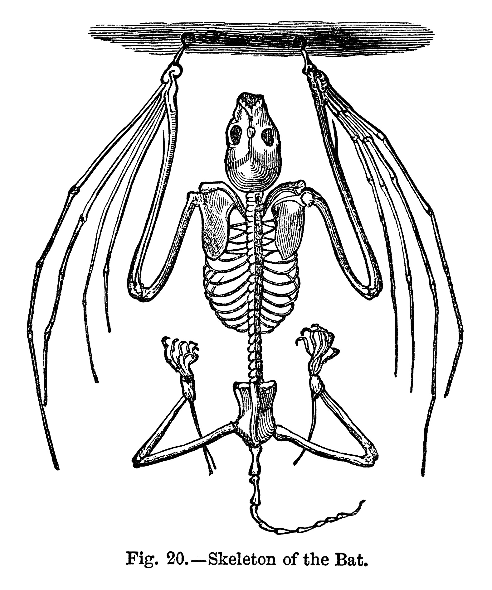 vintage halloween clip art, bat clip art, black and white illustration, graphic design, bat skeleton
