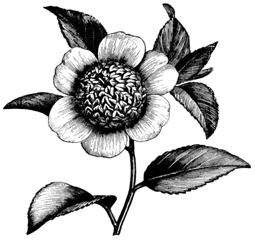 Camellia Japonica Anemonaeflora, camellia flower illustration, black and white clip art, vintage flower clipart, floral graphics free